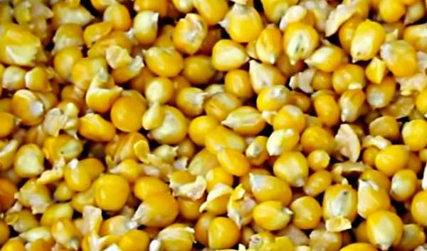 свежие зерна кукурузы