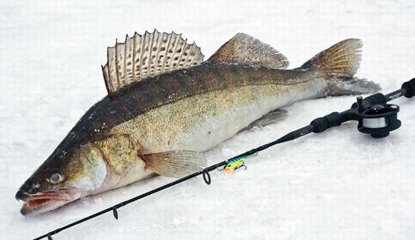  Удочка для зимней рыбалки: оснастка и советы 