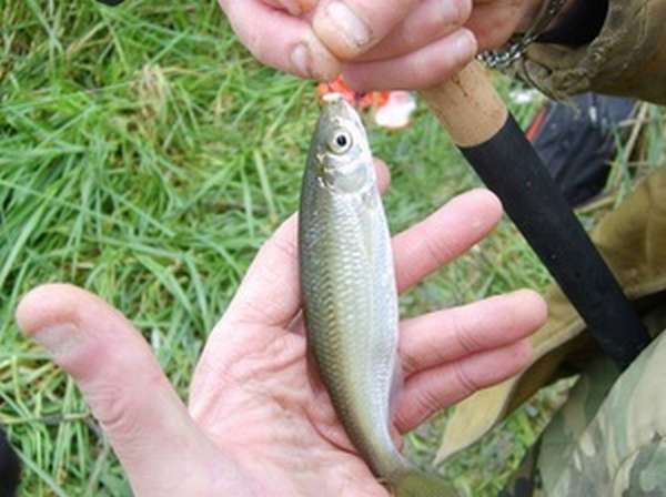 Как ловить уклейку весной на поплавочную удочку - секреты удачной рыбалки