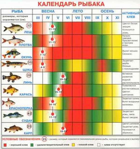 Таблица клёва рыбы, особенности времён года в рыболовном календаре