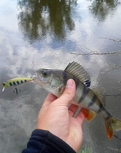 Как ловить рыбу на живца в зимнее время
