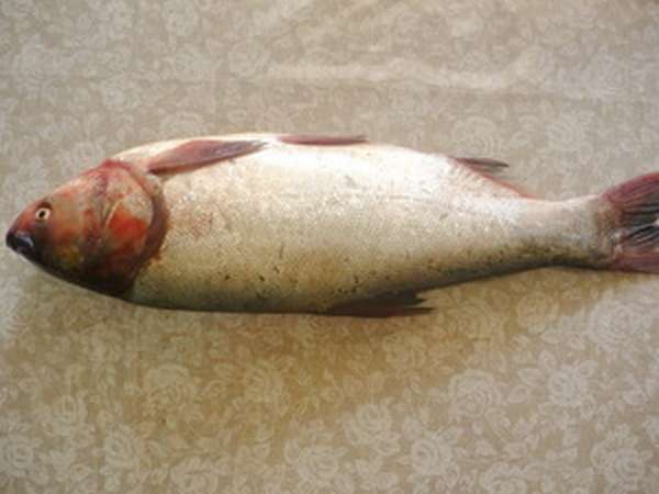 Сазан костлявый: особенности рыбы и способы ловли