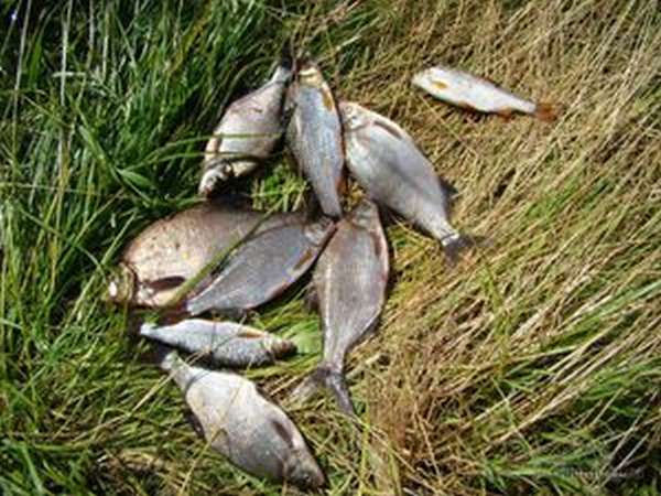 Какие рыбы водятся в реках Псковской области