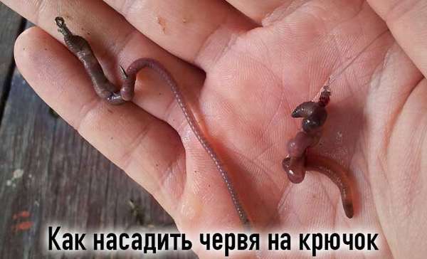 Как правильно насадить червя на крючок при рыбалке