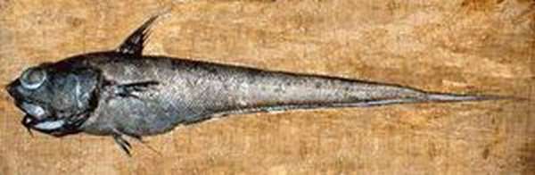 Рыба макрурус