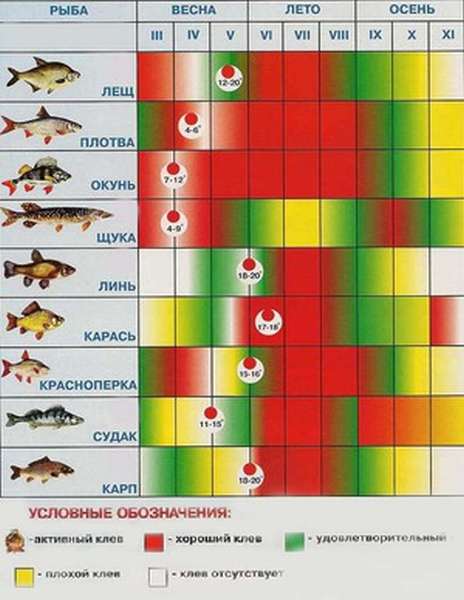 Таблица клёва рыбы, особенности времён года в рыболовном календаре