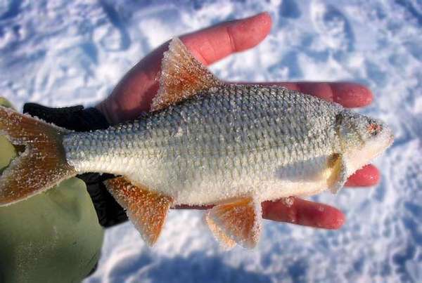 Зимняя рыбалка на течении снасти