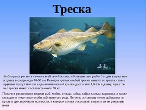 Образ жизни трески