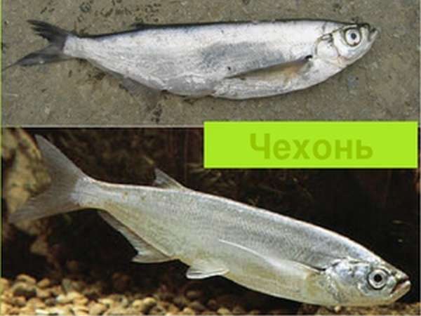 Полезные свойства рыбы чехонь для организма