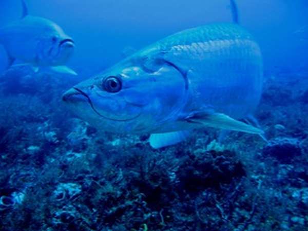 Строение и жизнедеятельность рыбы чехонь