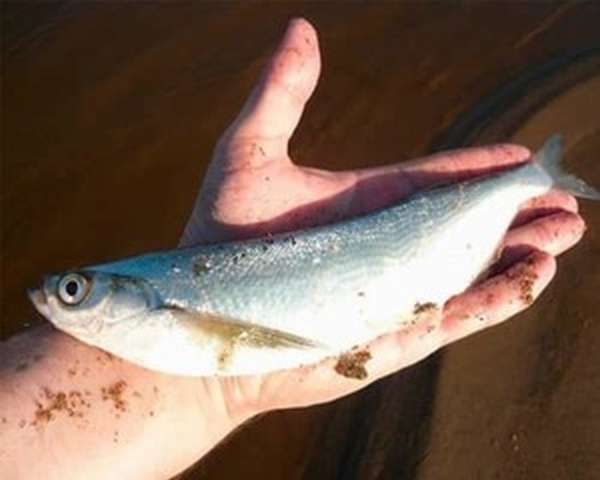 Чехонь встречается во многих водоемах, а особенности поведения этой рыбы
