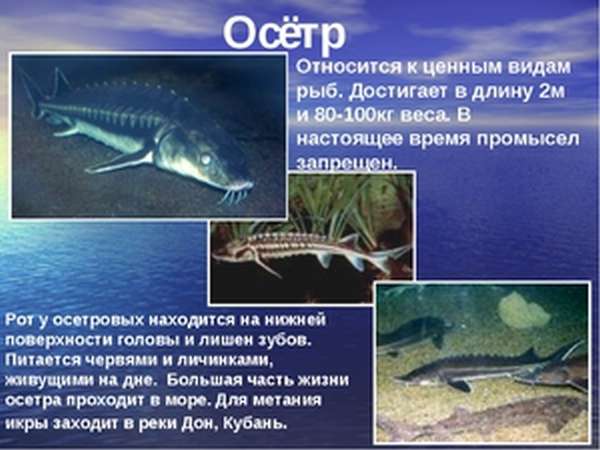 Рыба Осетр
