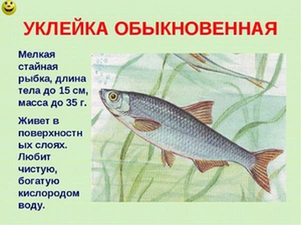 Нерест рыбы