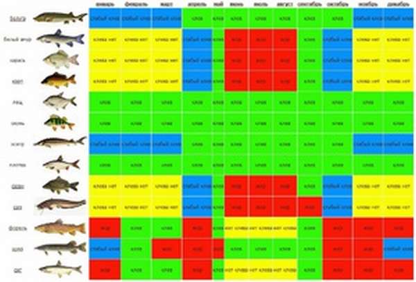Таблица клёва рыбы, особенности времён года в рыболовном календаре |  berlogakarelia.ru