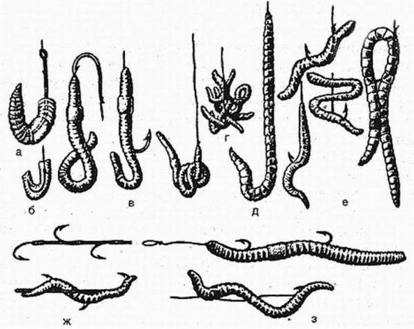 способы насаживания червя