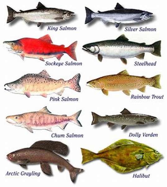 Виды рыб используемые в питании и их особенности