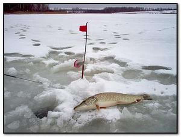 Как правильно собрать жерлицу для зимней рыбалки на щуку