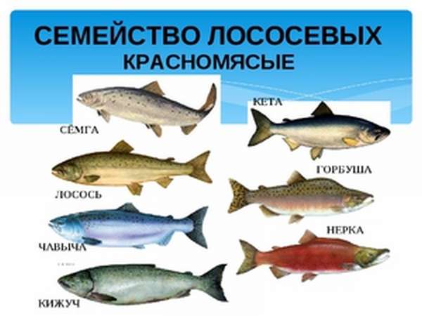 Где обитает кета рыба: особенности местообитания и привычки вида