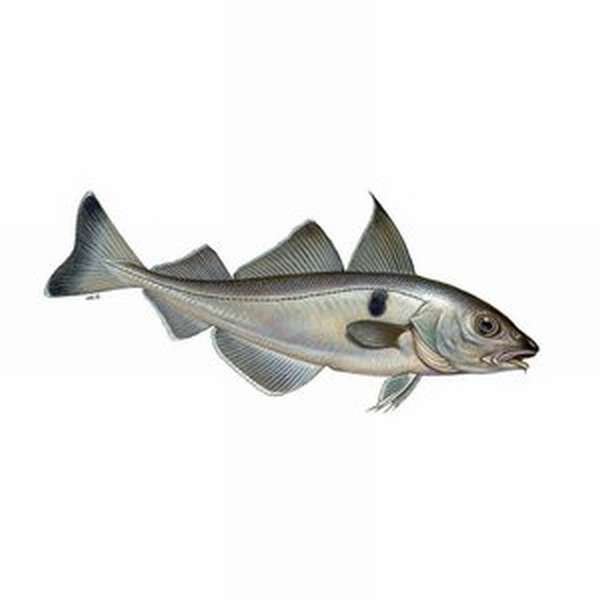 Виды рыбы: Навага - полезная пища для здоровья