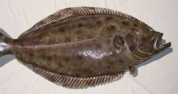 Как выглядит палтус рыба фото с головой